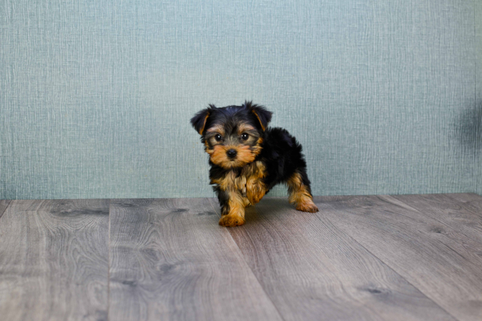 Meet Nugget - our Yorkshire Terrier Puppy Photo 