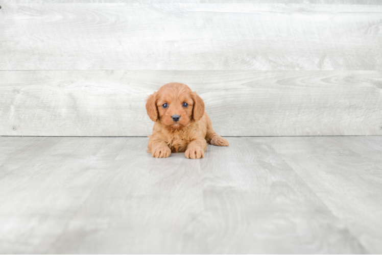 Funny Cavapoo Poodle Mix Pup