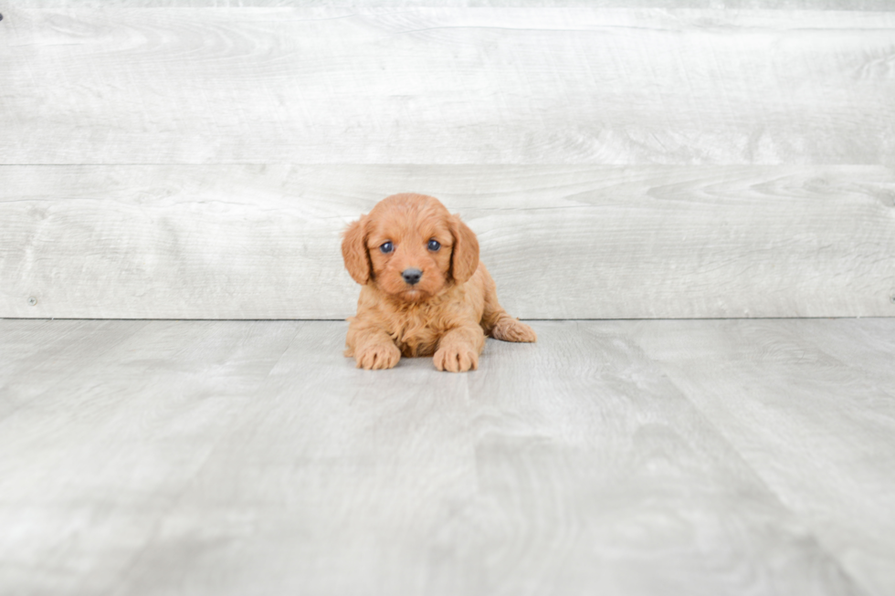 Funny Cavapoo Poodle Mix Pup
