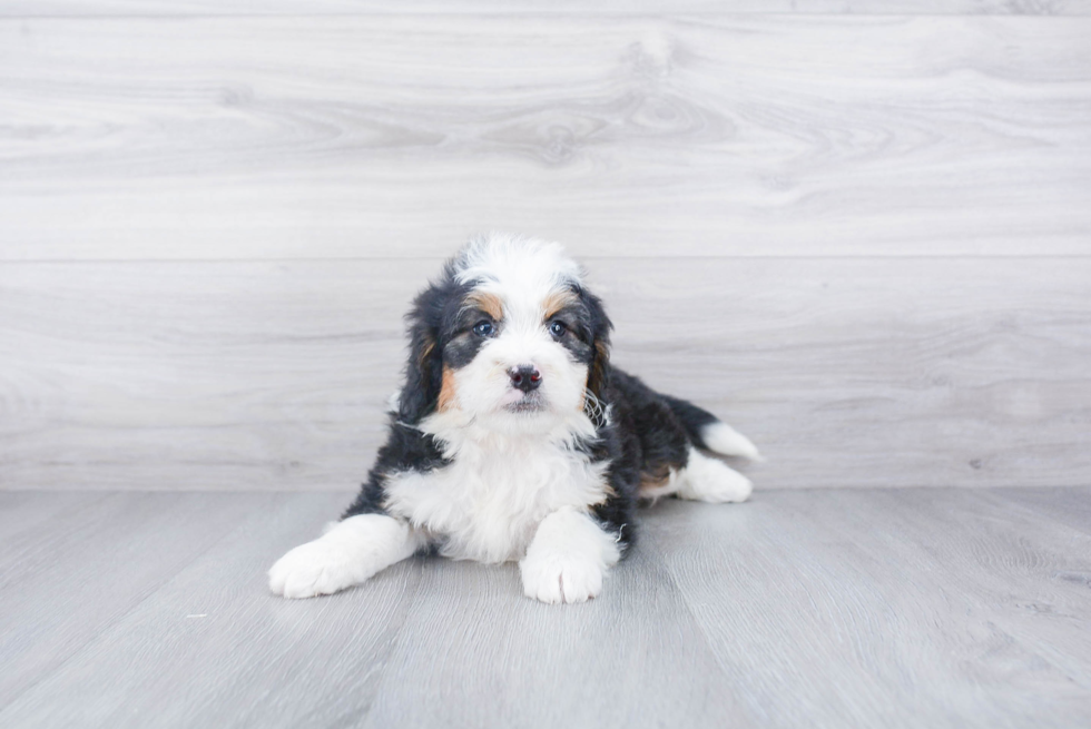 Happy Mini Bernedoodle Baby