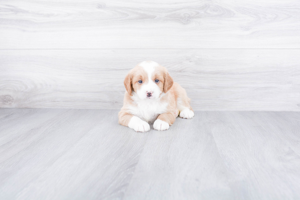 Mini Bernedoodle Puppy for Adoption