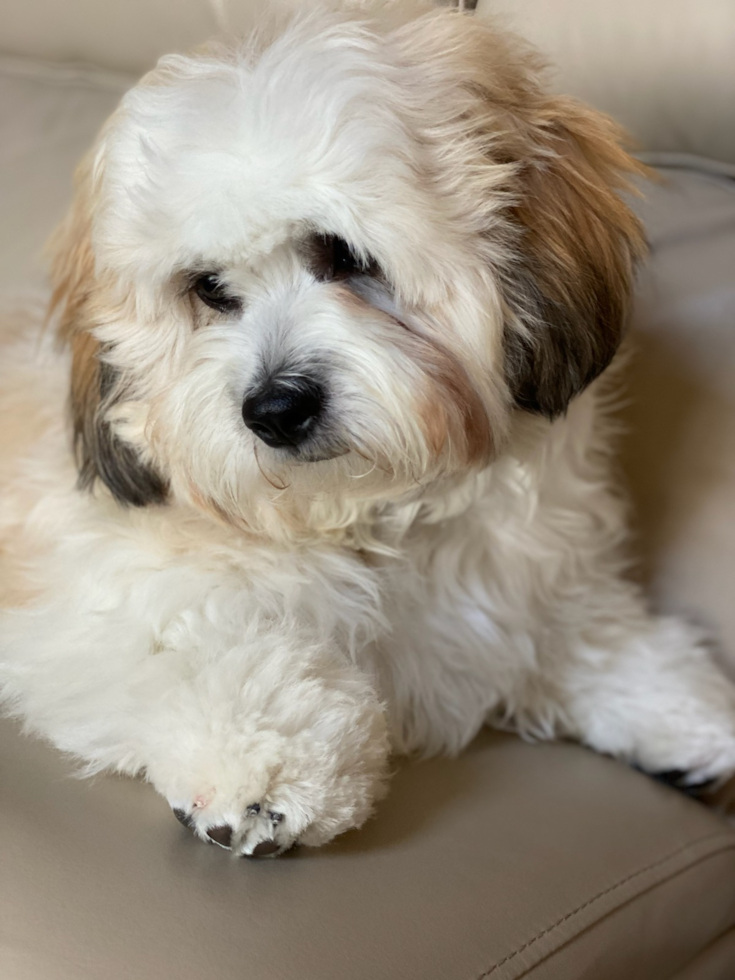 Small Teddy Bear Designer Pup