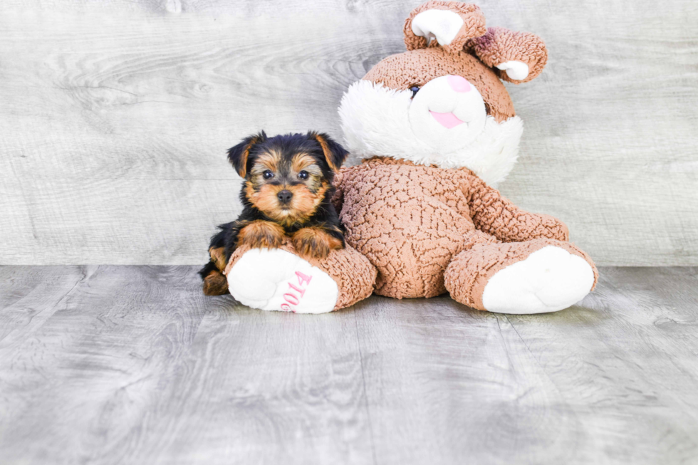 Meet Bella - our Yorkshire Terrier Puppy Photo 