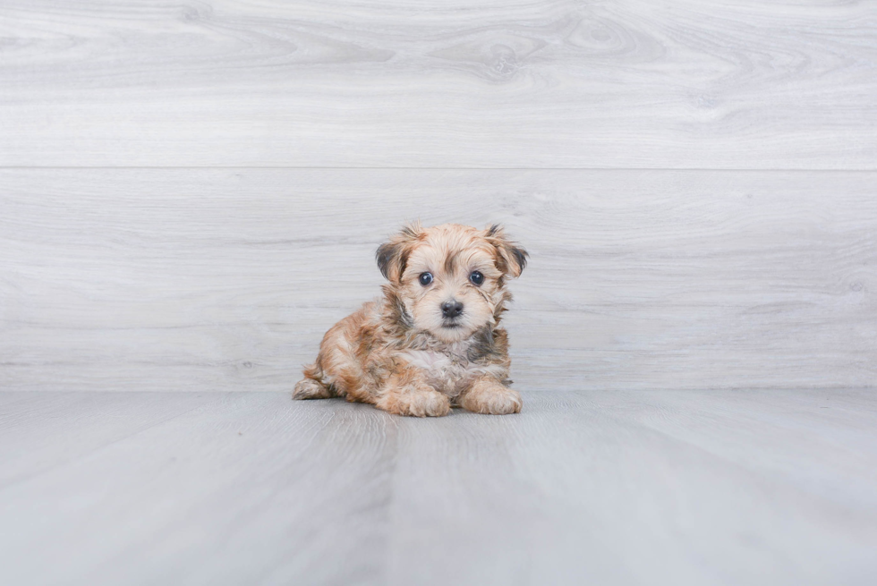Small Morkie Baby