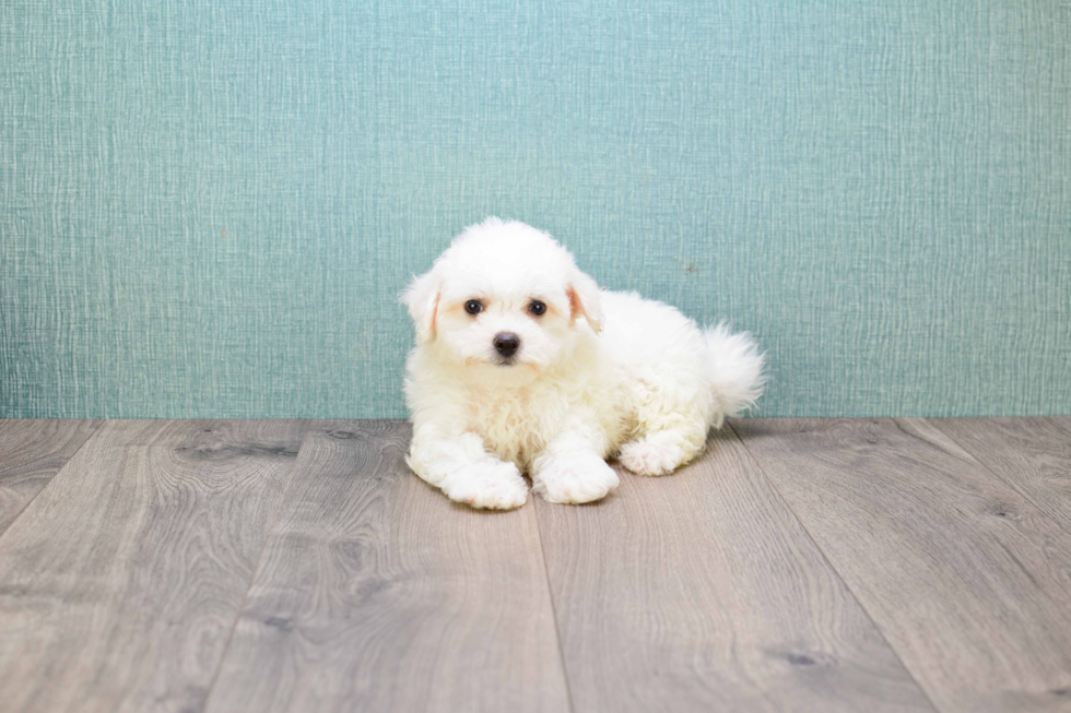 Fluffy Maltipoo Poodle Mix Pup