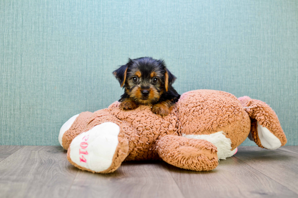 Meet Lisa - our Yorkshire Terrier Puppy Photo 