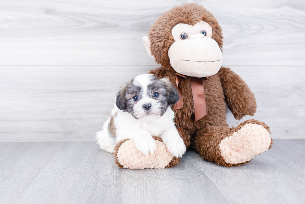 Little Shit Designer Puppy