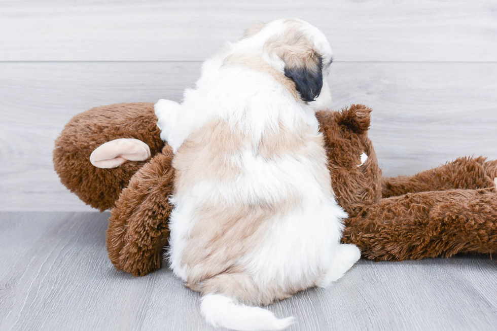 Teddy Bear Puppy for Adoption