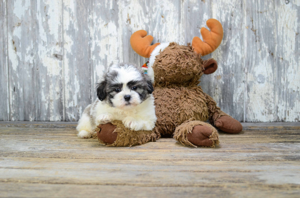 Teddy Bear Puppy for Adoption