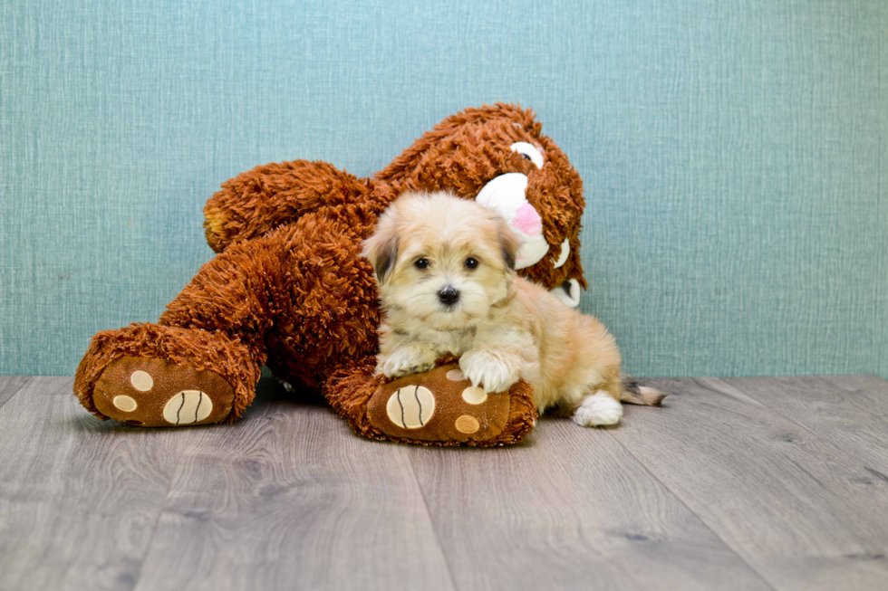 Cute Morkie Baby