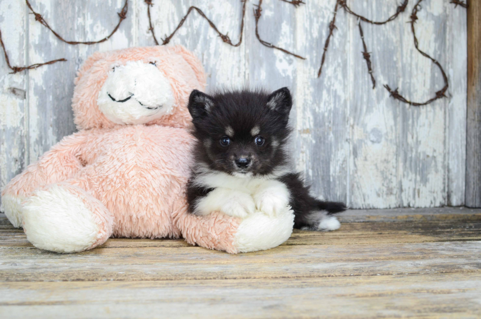 Petite Pomsky Designer Pup