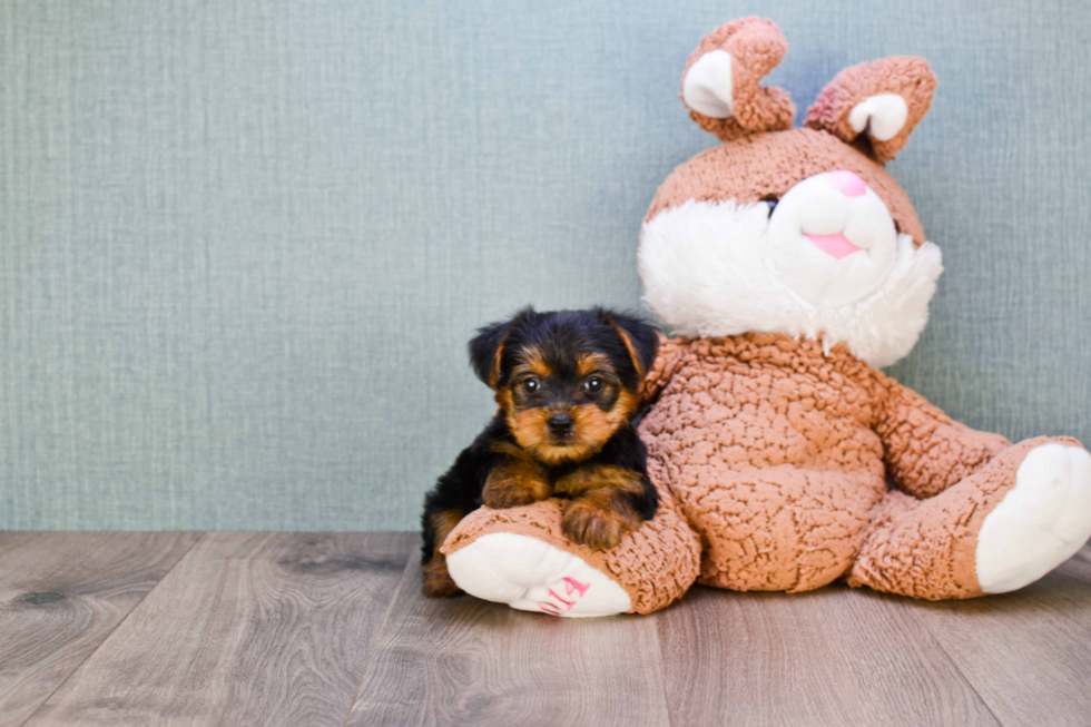 Meet Bella - our Yorkshire Terrier Puppy Photo 