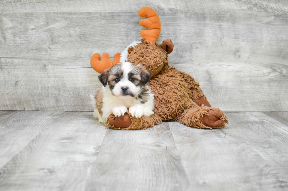 Sweet Teddy Bear Baby