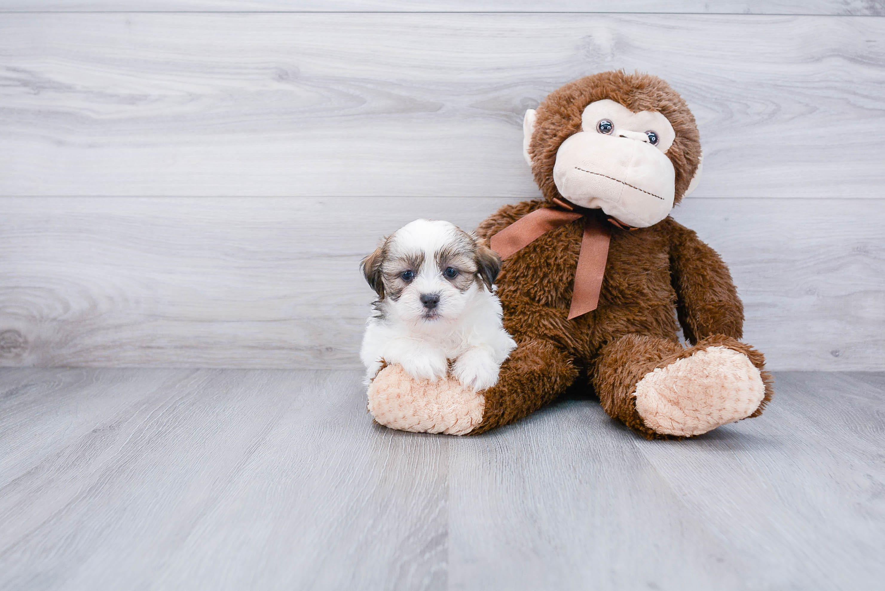 Teddy Bear Pup Being Cute