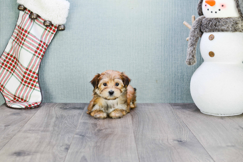 Morkie Pup Being Cute
