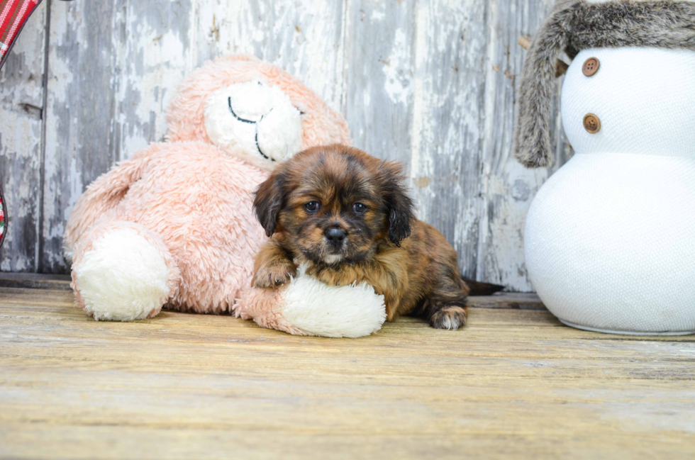 Shorkie Puppy for Adoption