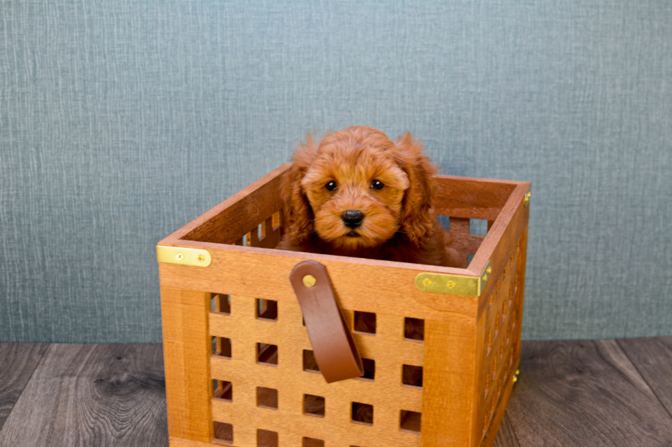 Mini Goldendoodle Pup Being Cute