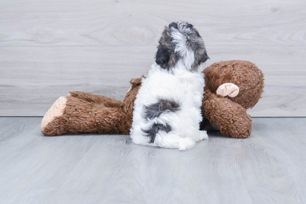 Havanese Puppy for Adoption