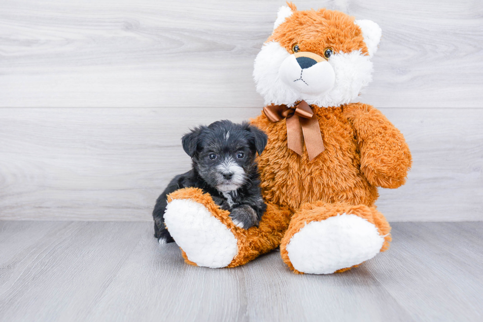 Morkie Pup Being Cute
