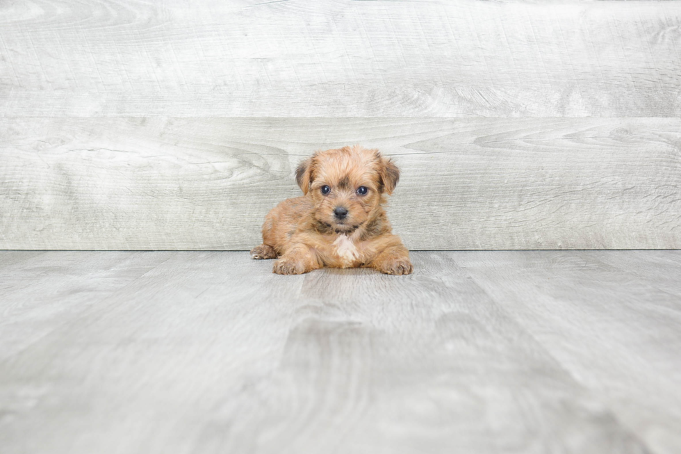 Funny Morkie Designer Pup