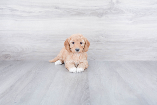 Hypoallergenic Golden Retriever Poodle Mix Puppy