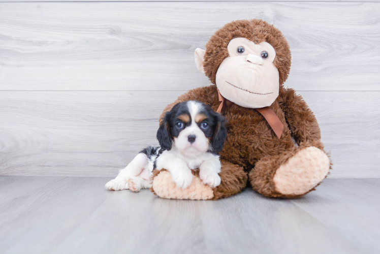 Best Cavalier King Charles Spaniel Baby