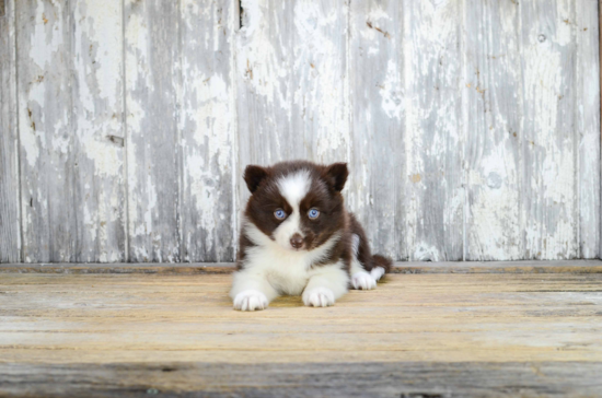 Playful Mini Husky Designer Puppy