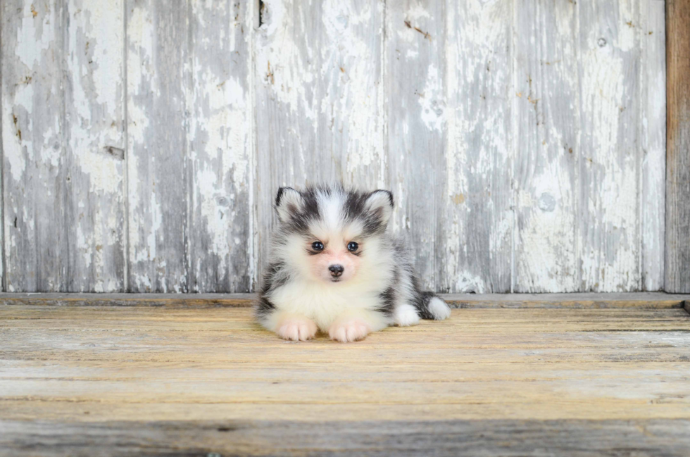 Small Pomsky Baby