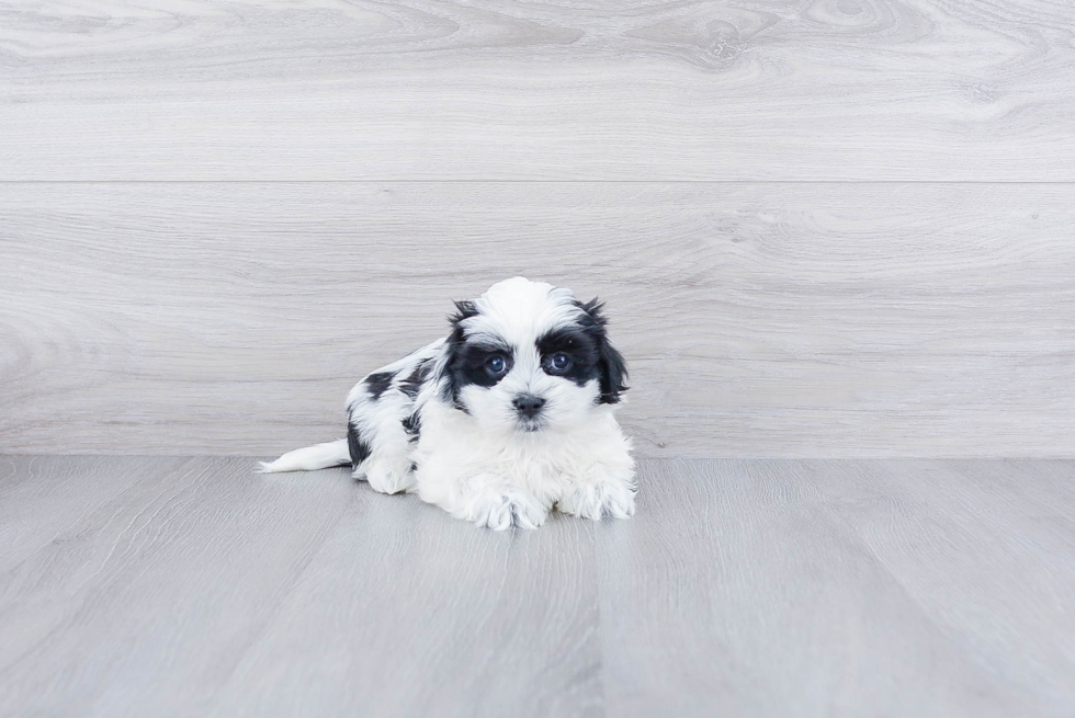Energetic Shichon Designer Puppy