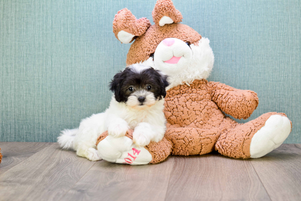 Best Teddy Bear Baby