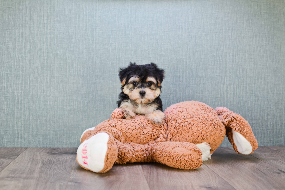 Morkie Pup Being Cute