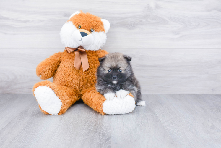 Pomeranian Pup Being Cute