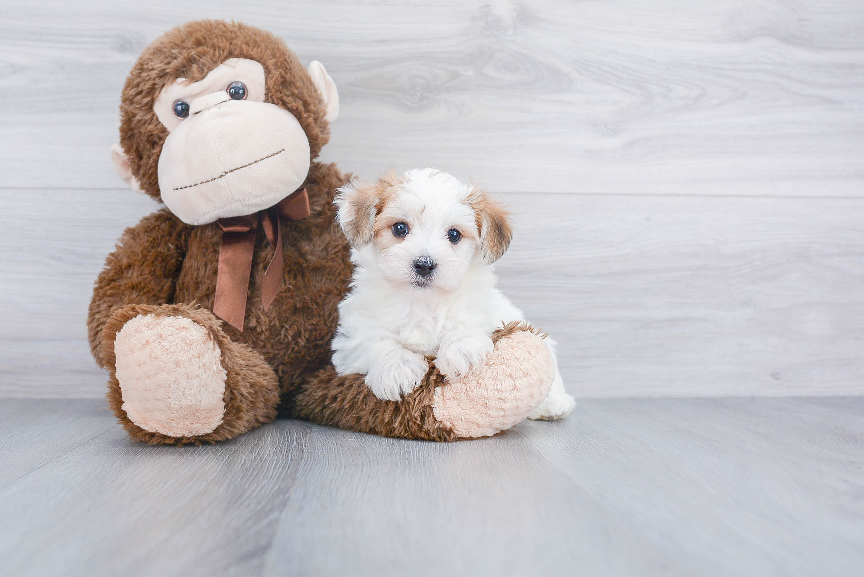 Best Morkie Baby