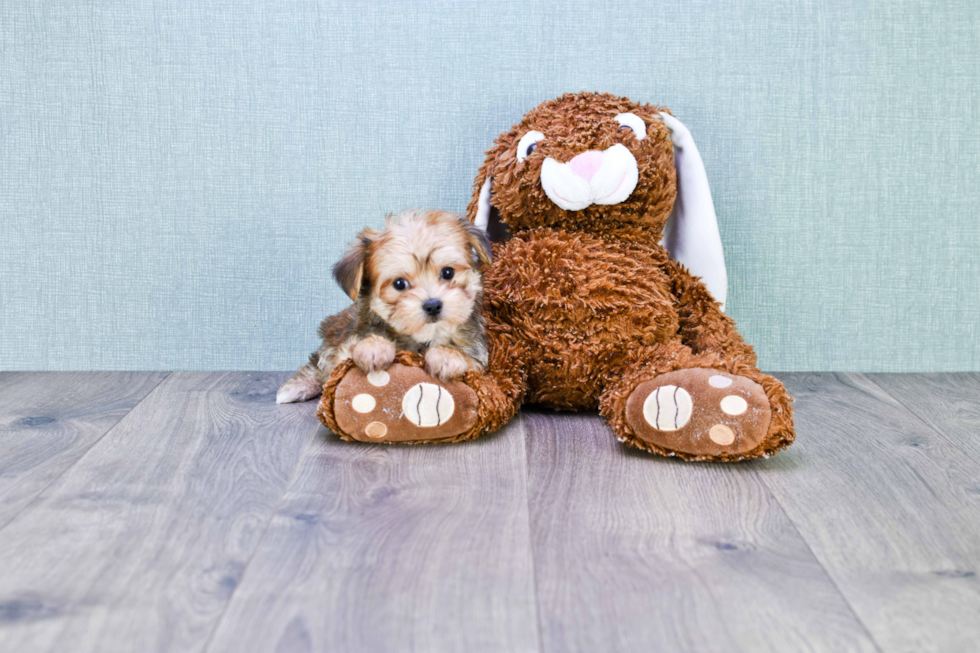 Playful Yorkie Designer Puppy