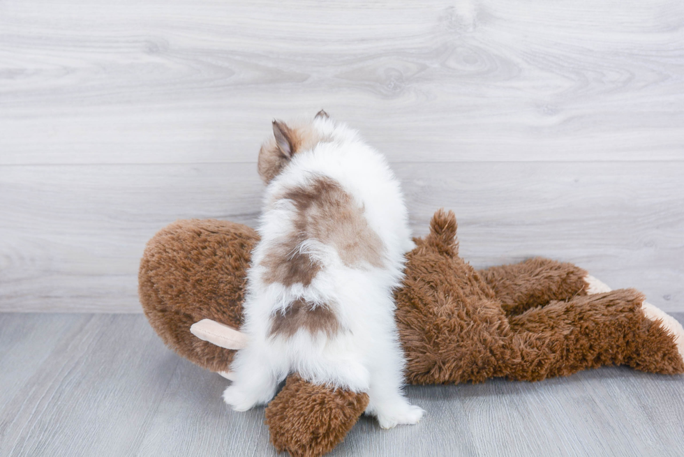 Pomeranian Puppy for Adoption