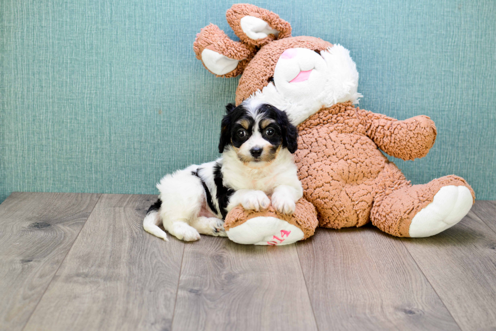Cavachon Puppy for Adoption
