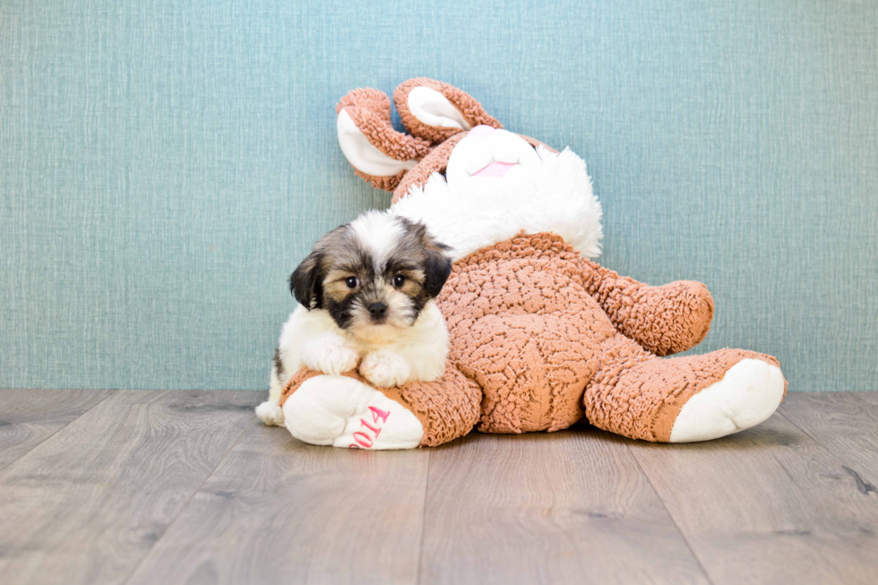 Little Shi Chon Designer Puppy