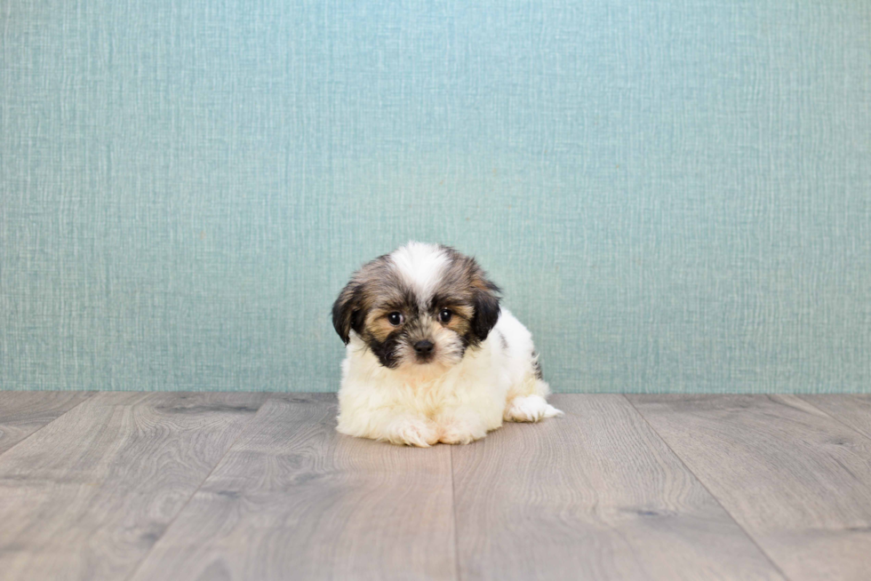 Best Teddy Bear Baby