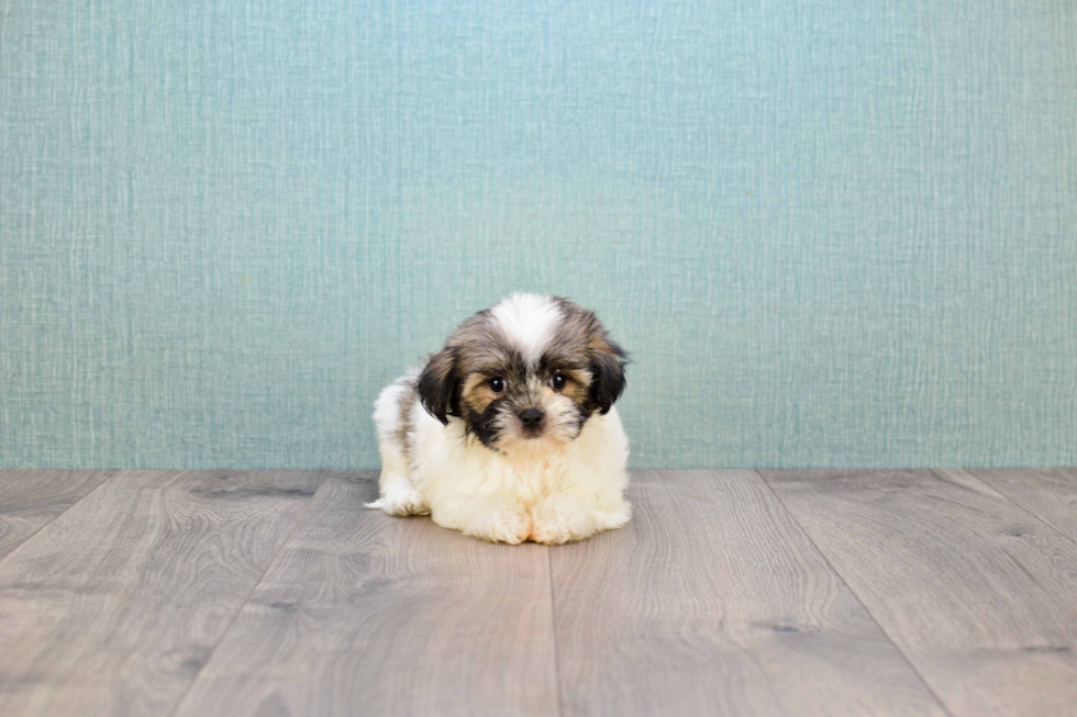 Smart Teddy Bear Designer Pup