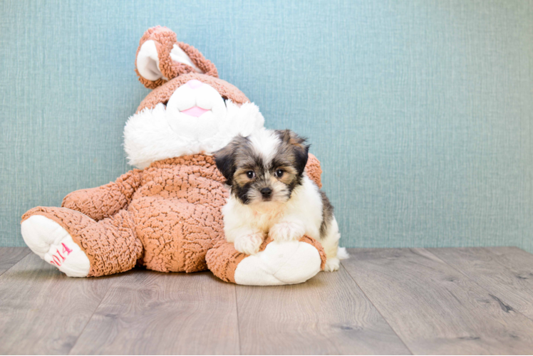 Playful Shi Chon Designer Puppy