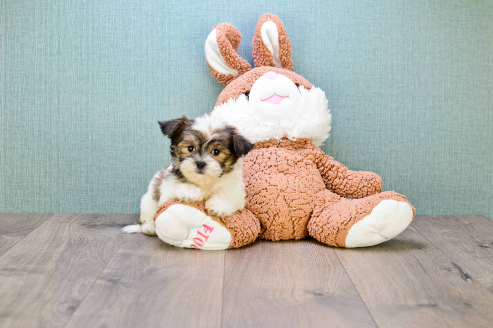 Teddy Bear Pup Being Cute
