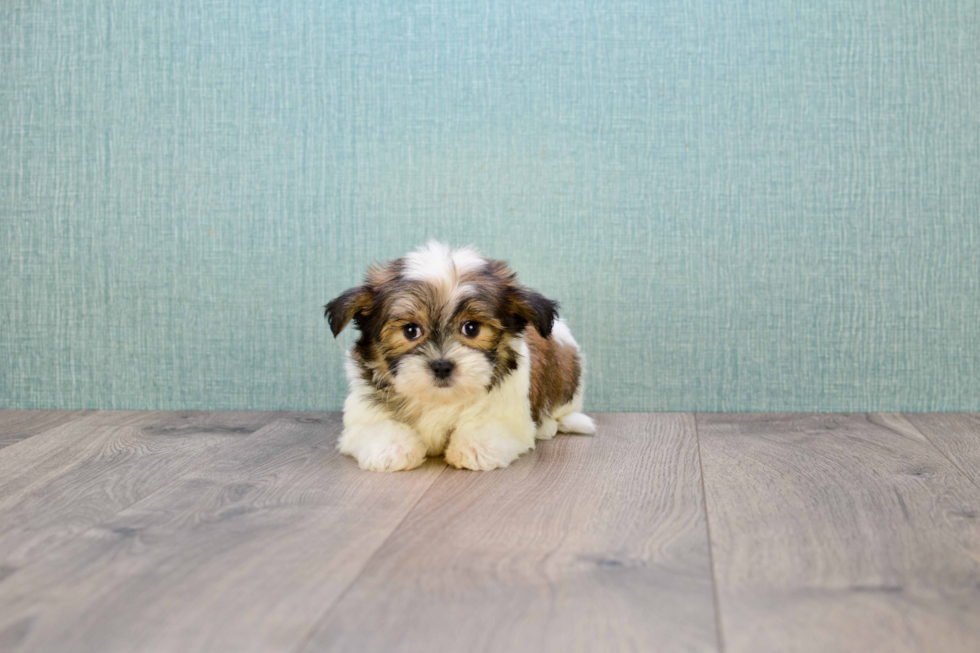 Playful Shichon Designer Puppy