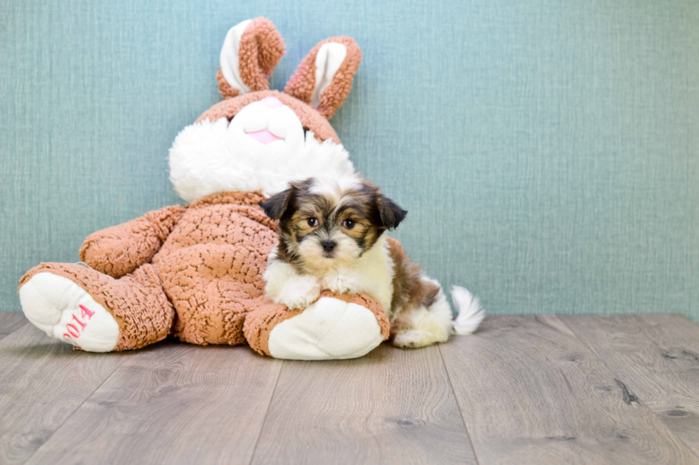 Teddy Bear Pup Being Cute