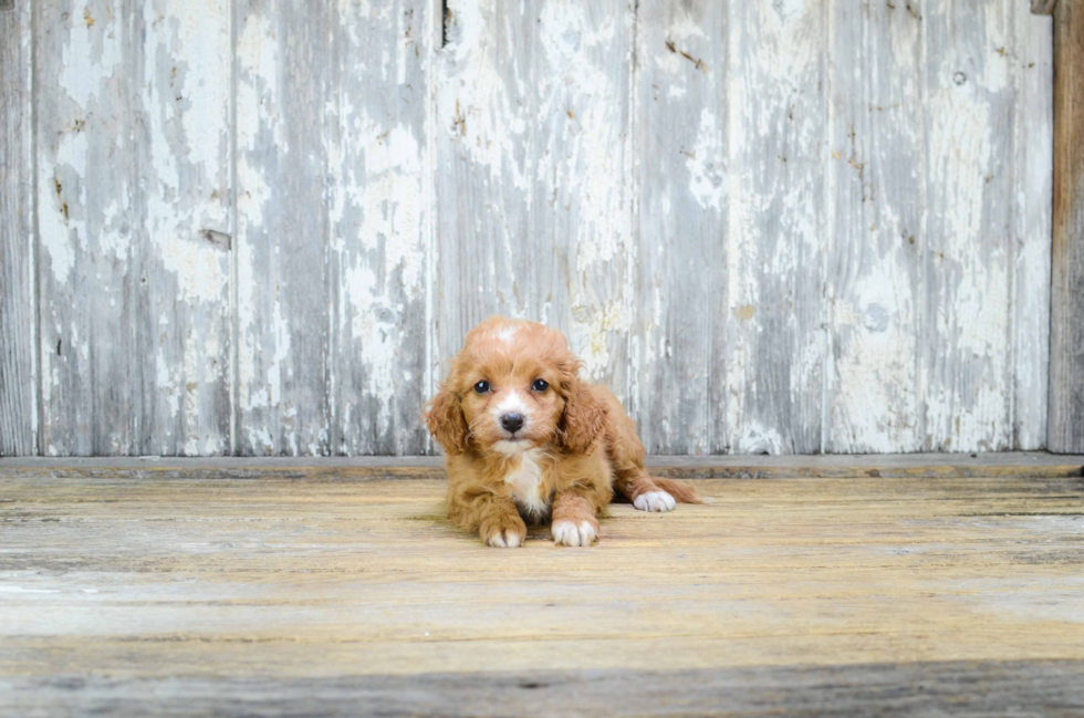 Cavapoo Pup Being Cute