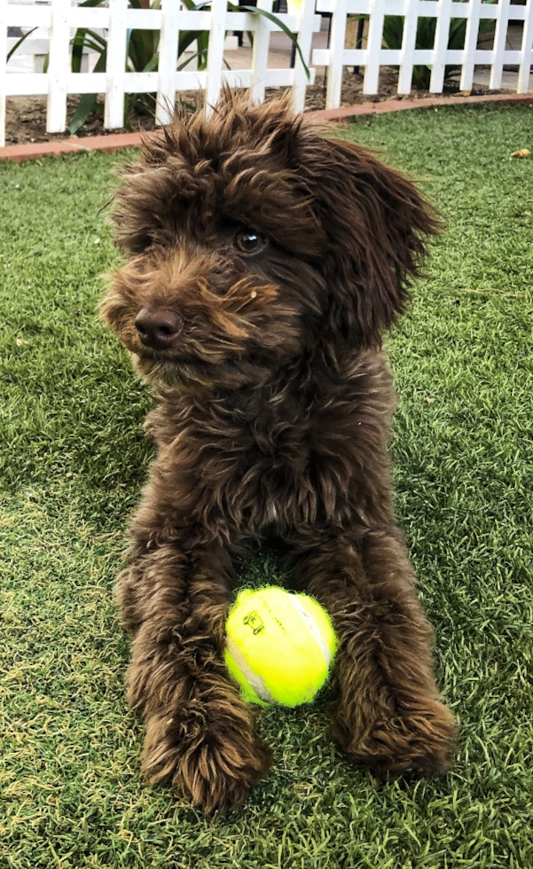 Popular Mini Aussiedoodle Poodle Mix Pup