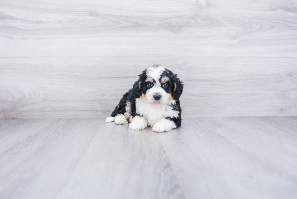Mini Bernedoodle Puppy for Adoption