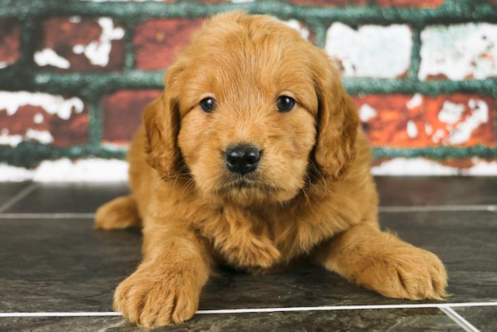 Little Golden Retriever Poodle Mix Puppy