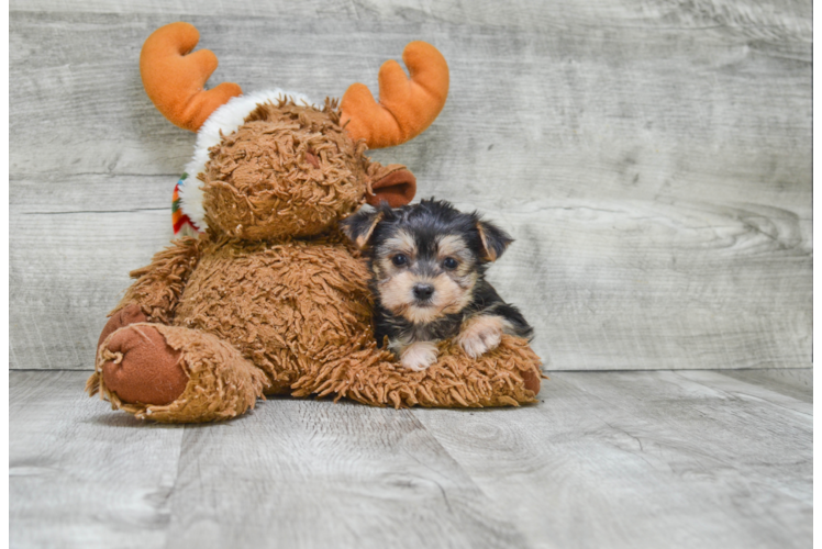 Morkie Puppy for Adoption