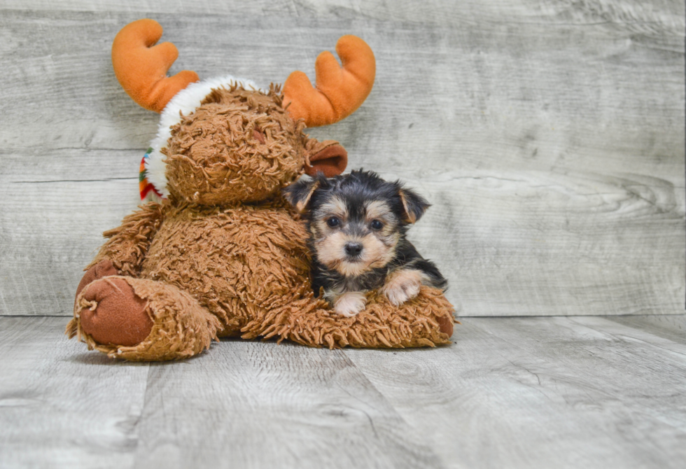 Morkie Puppy for Adoption