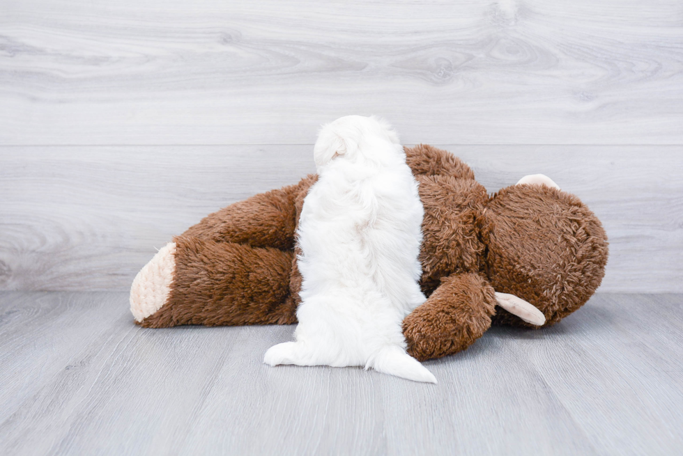 Happy Teddy Bear Baby